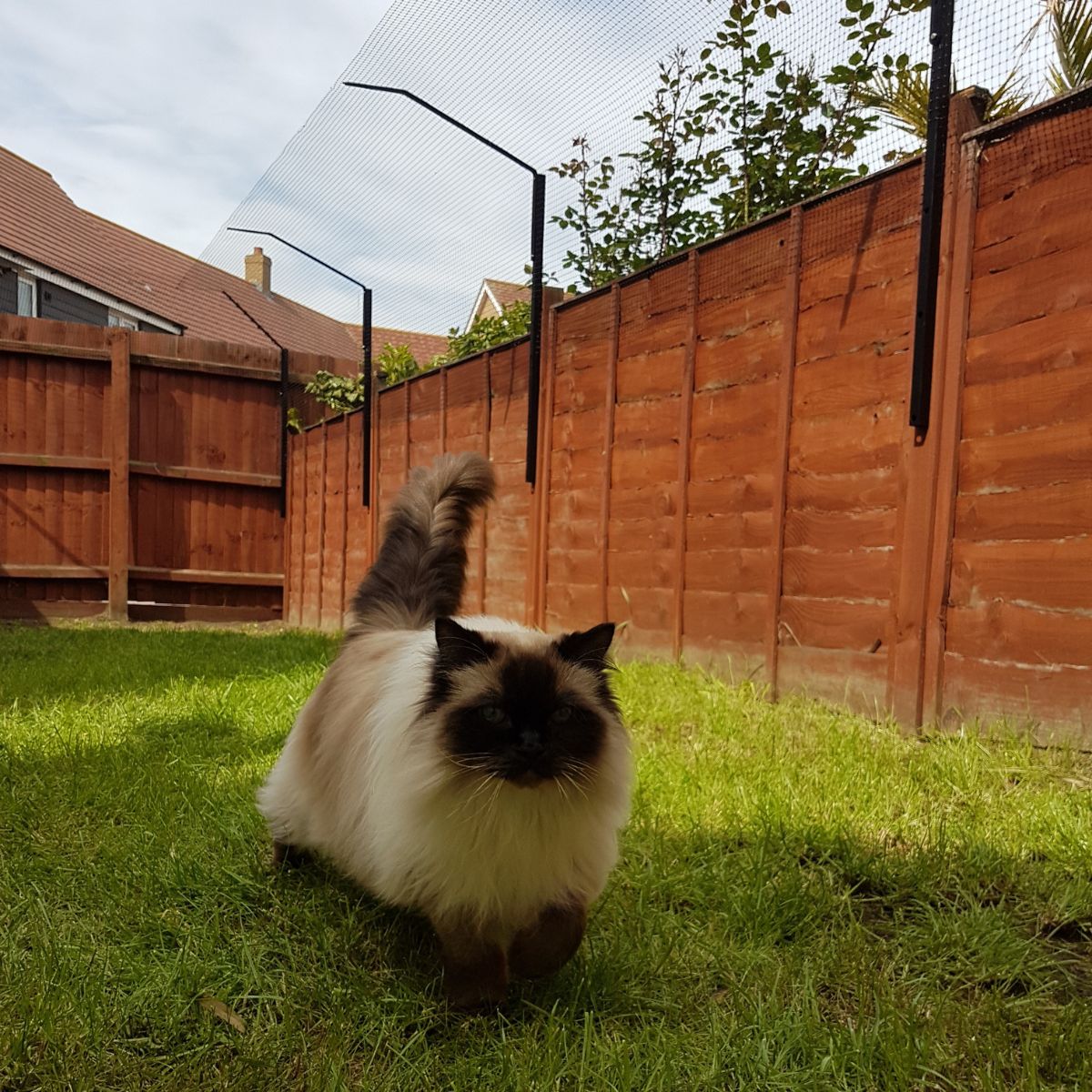 ragdoll cat fence barrier