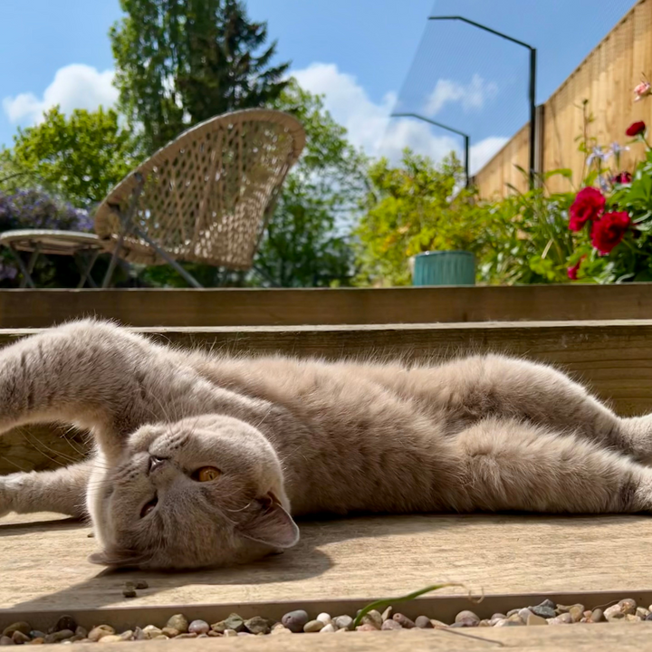 how to stop cats jumping fence