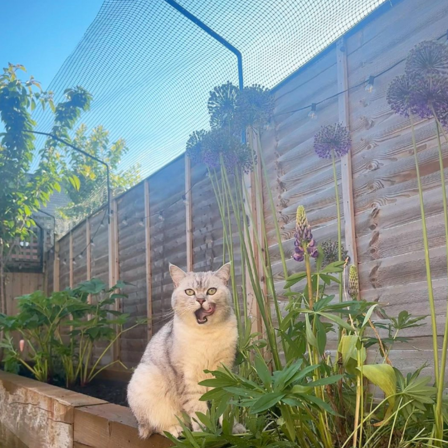 Cat wire fencing cheap