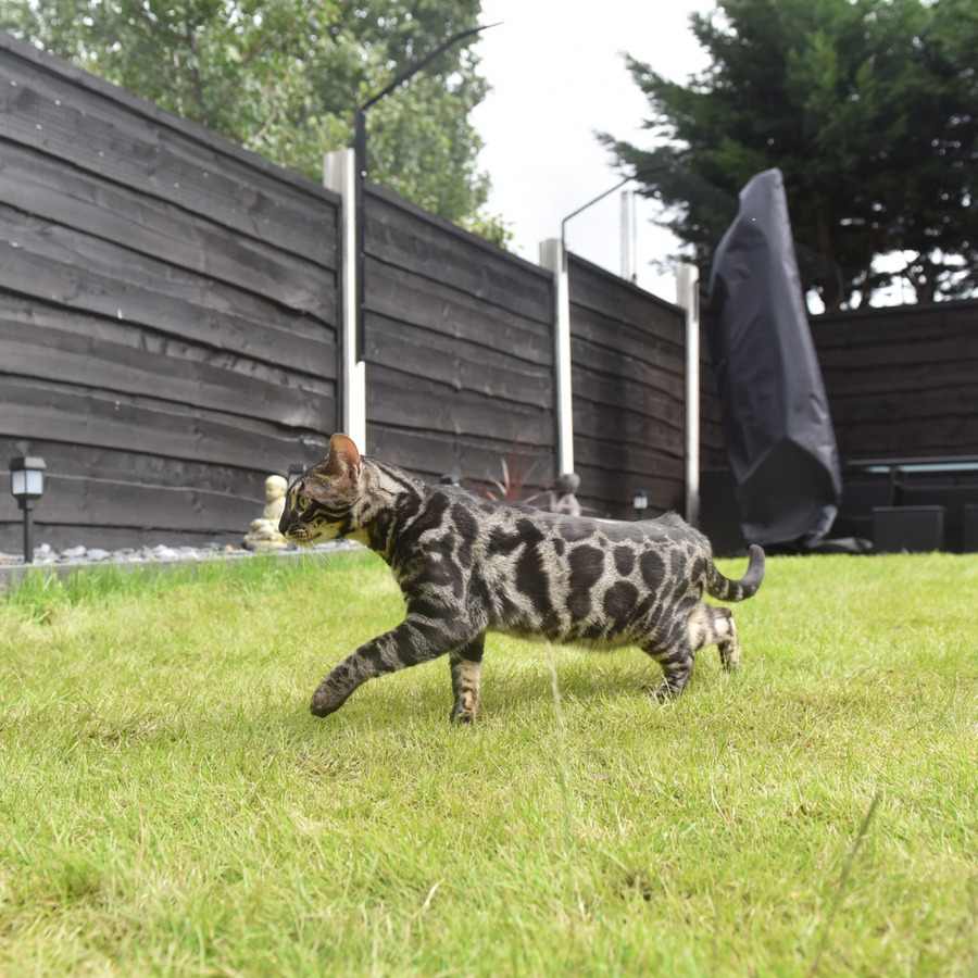 Cat fence shop posts