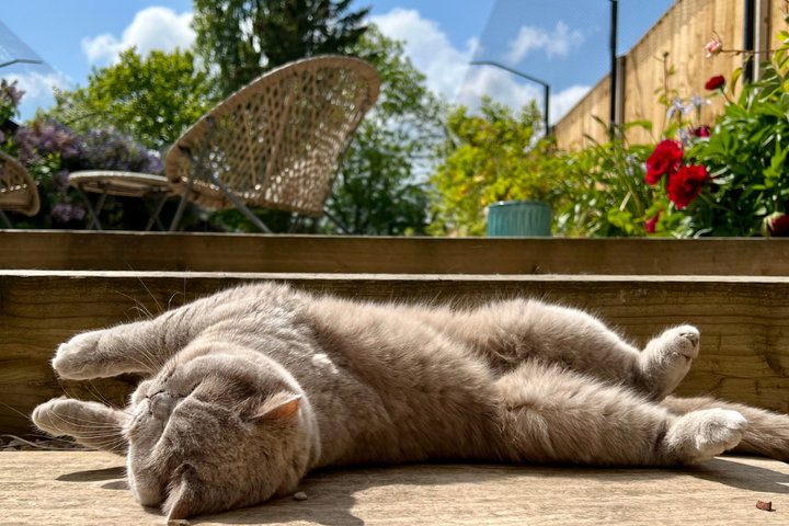 nav: cat fence