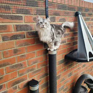 Catipilla Cat Scratch Post